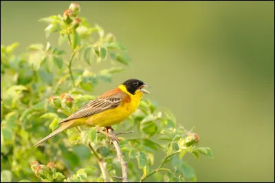 Ce passereau "cagoulé" peut être aperçu au sud-est de l'Europe durant l'été ou durant la période migratoire. Comment les appelle-t-on, lui et les autres membres de son espèces ?