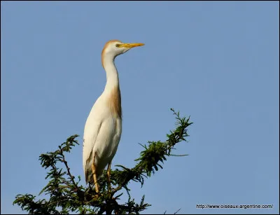 Quel est cet échassier qui se nourrit essentiellement d'insectes ?