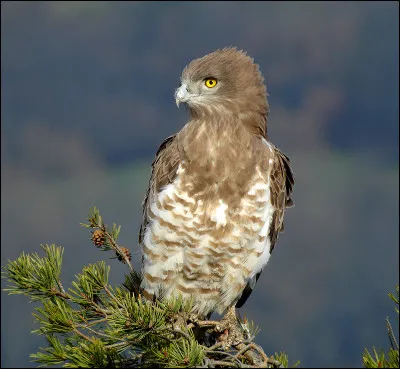 Ce rapace diurne n'est pas très connu, ce qui ne l'empêche pas d'être original. Coche, parmi les cases ci-dessous, celle qui indique l'espèce de cet oiseau.