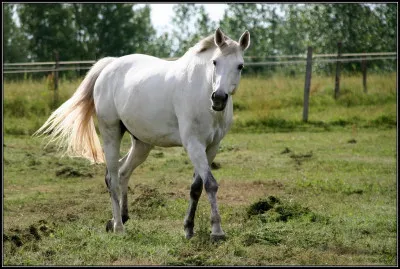 Quelle est cette robe ?