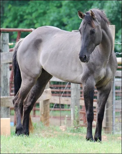 Quelle est cette robe ?