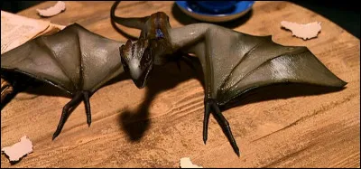 Quelle race de dragon Rubeus Hagrid possède-t-il ?