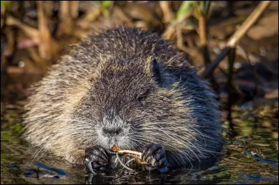 Le rat musqué pèse jusqu'à :