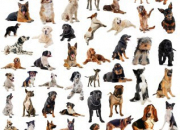 Quiz Connais-tu bien les races de chien ?