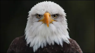 Est-ce que le pygargue à tête blanche est en voie de disparition ?