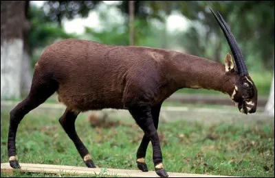 Le saola, une antilope en voie de disparition, est aussi appelé "la licorne européenne" :