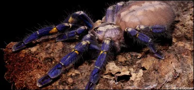 Cette mygale ornementale saphire menacée de disparition mesure entre 15-20 centimètres :