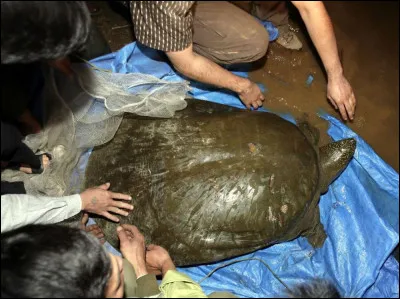 Il ne reste que deux individus de la tortue géante à carapace molle du Yangtze :