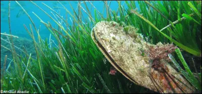 Plus de 85% de la grande nacre de Méditerranée appelée aussi le jambonneau de mer peut mesurer plus de 1,2 mètre. Elle est menacée de disparition surtout pour sa chair qui est très appréciée. Est-ce que toutes ces informations sont vraies ?