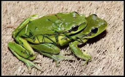 Quelle est cette grenouille ?