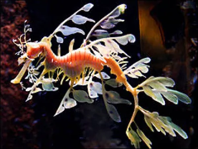 Quel est cet animal sous-marin ?