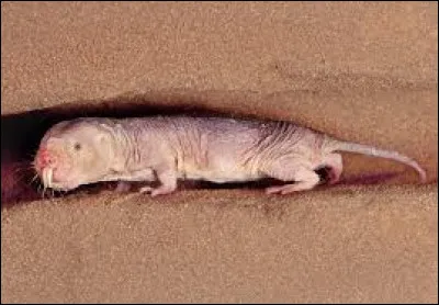 Quel est cet animal bizarre ?