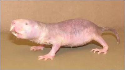 Combien d'années peut vivre cet animal (à peu près) ?
(Reprendre l'animal de la question 12)