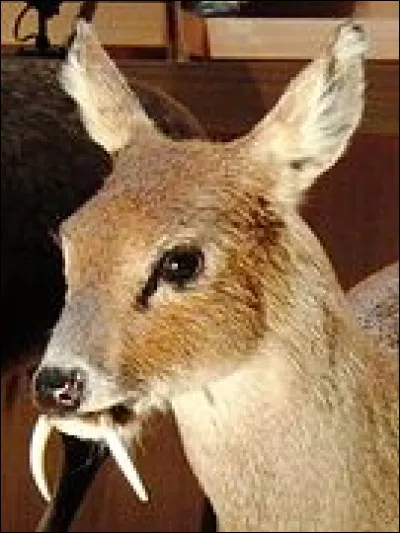 Et combien d'années peut vivre cet animal (à peu près) ?
(Revenir à la question 14)