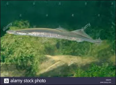 Comment d'années peut-elle vivre (à peu près) ?
(Revenir à la question précédente)