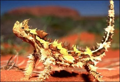 Comment s'appelle ce petit animal à pics ?