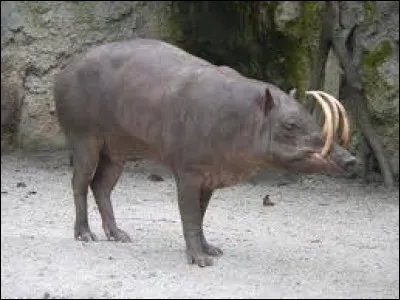 Quel est cet animal qui ressemble à un sanglier ?