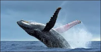 Comment se nomme cette baleine ?