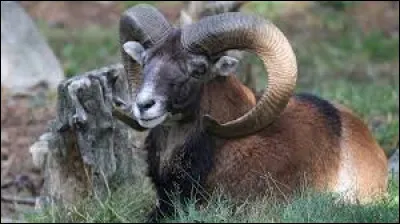 Quel est cet animal à cornes ?