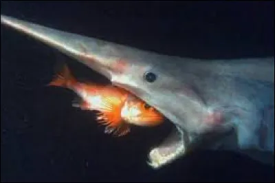 Quel est cet animal qui ressemble à un requin ?
