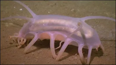 Quel est cet animal de mer ?