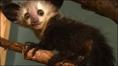 Quel est ce petit animal qui ressemble à une chauve-souris ?