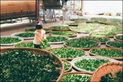 Quel est le processus chimique qui provoque le noircissement des feuilles de thé et qui confère aussi un goût et un arôme particulier au thé ?