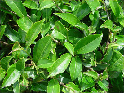 Comment nomme-t-on le plant qui produit les feuilles de thé ?