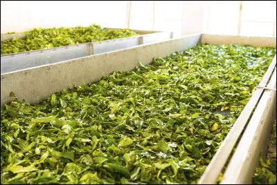 En France, pouvons-nous trouver des producteurs de thé ?