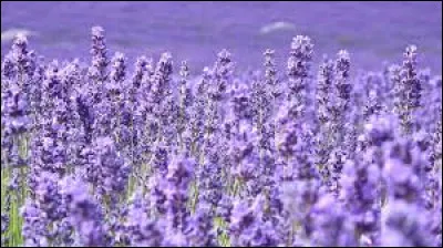En France, dès le Moyen-âge la lavande est cultivée principalement en Provence où elle sert à la réalisation des parfums.