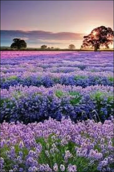 Dans le langage des fleurs, que représente la lavande ?