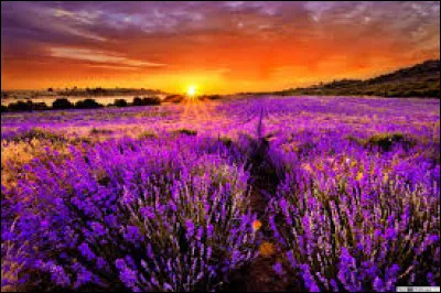 En cuisine, les fleurs de lavandes peuvent-elles être utilisées ?