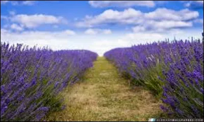 La lavande a besoin :