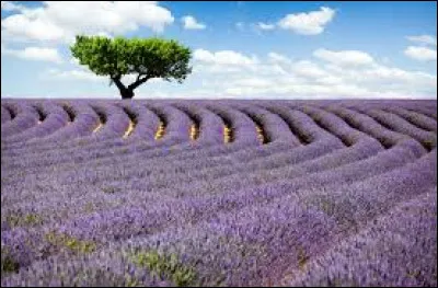 Cochez un des parasites de la lavande !