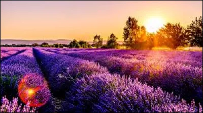 À quelle famille de plante la lavande appartient-elle ?