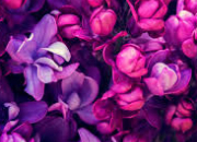 Quiz Plante (2) - Le lilas