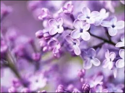 Qui chantait "Le Poinçonneur des Lilas" ?