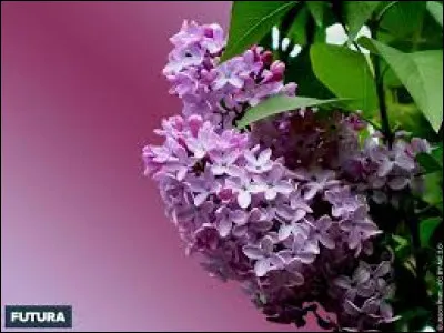 Le lilas commun est une plante :