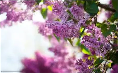 Pour son exposition, il faut la placer généralement au soleil, mi-ombre.