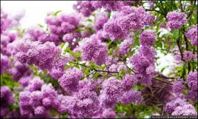 Le lilas a été choisi comme fleur d'un état américain, lequel ?