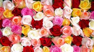 Quiz Fleurs