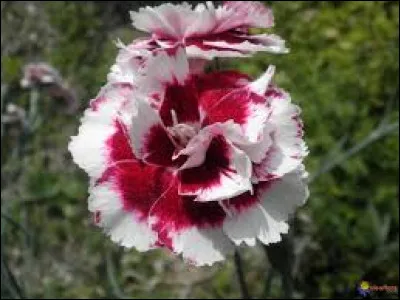 Cette fleur est un illet.