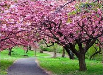 Et la dernière saison, le "printemps".