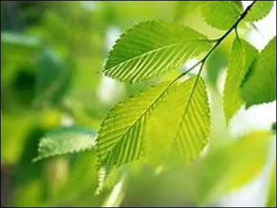 Comment dit-on "feuille" ?