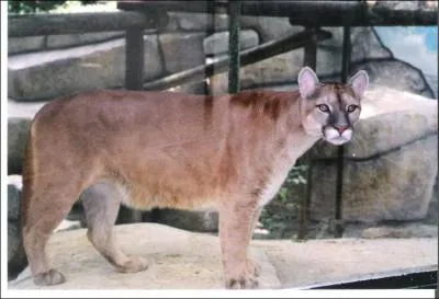 Quel bel animal, le puma.