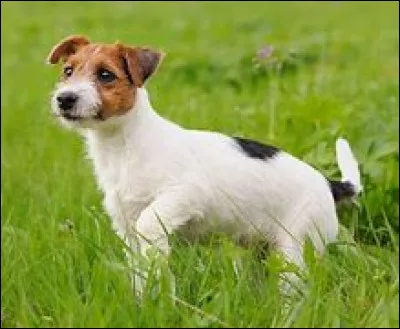 Quelle est cette race de chien du groupe des terriers, destinée à l'origine à la chasse ?