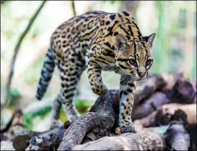 Quel est ce félin ?