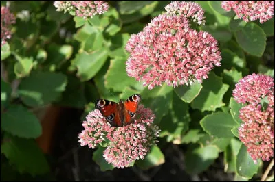 Quel chanteur français a interprété le titre "La Chasse aux papillons" ?