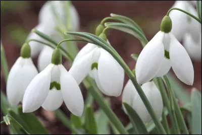 Quel acteur est à l'origine de la fondation Perce-Neige en 1966 ?
