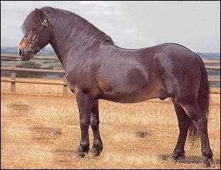 De quelle race est ce poney ?